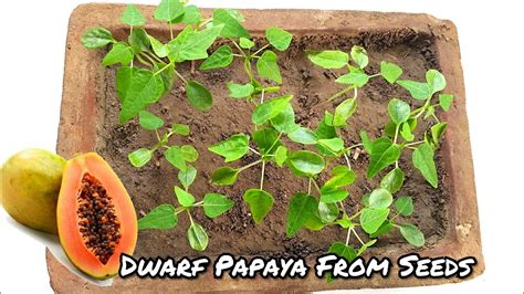 How To Grow Papaya Plant From Seeds Dwarf Variety Papaya Seed