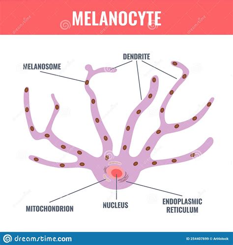 Melanocyte Biology And Skin Tone Pigmentation Diagram Stock Vector