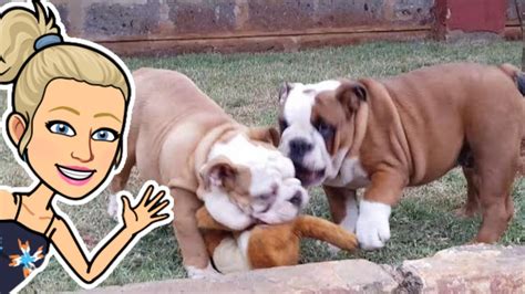 English Bulldog Chronicles - Farewell Puddy Cat - YouTube