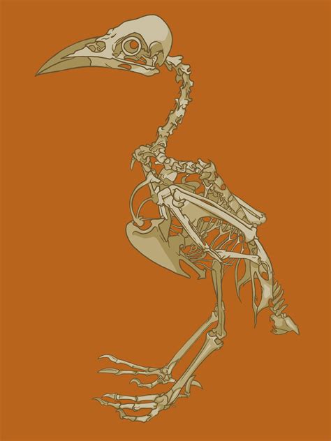 Bird Skeleton Metallictiara Illustrations Art Street