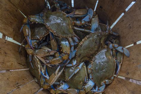 Where Do Maryland Crabs Come From Researchers Use A Virus Ocean
