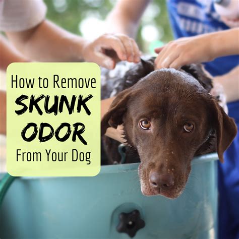 How Do You Clean A Dog Sprayed By A Skunk