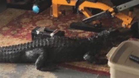 Man 85 Attacked By Alligator At Florida Retirement Community Fox News