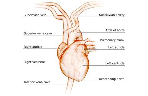 Subclavian Artery Anatomy Function And Significance