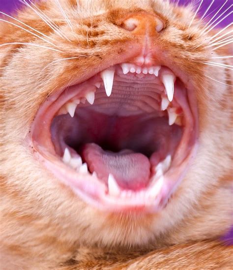 Dental disease is one of the most common diseases diagnosed by veterinarians. Animal Clinic at Thorndale, p.c.Dental Disease in Cats