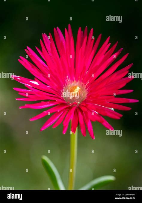Flower Of Hardy Pink Ice Plant Stock Photo Alamy