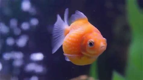 Baby Pearlscale Goldfish In Bubble Trouble Very Funny Youtube
