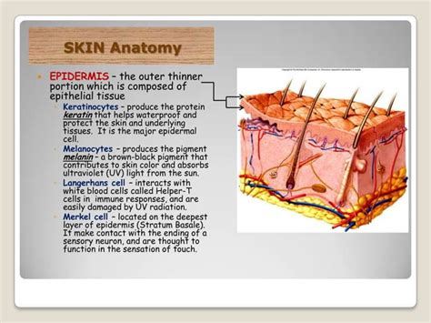 The Integumentary System Slide Show Ppt
