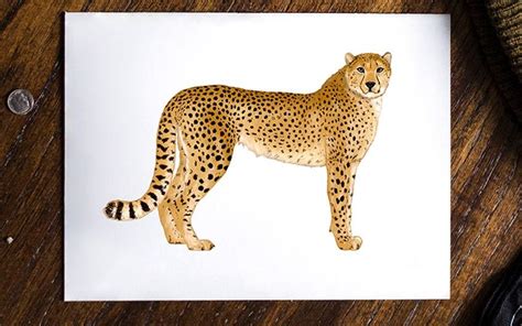 How To Draw A Cheetah Step By Step
