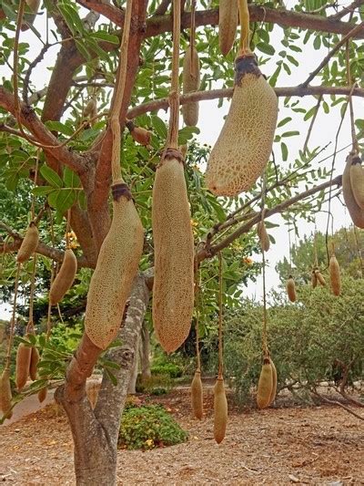 African Sausage Tree By Chuckrickman