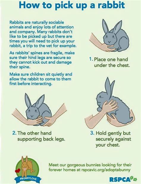 How To Hold A Bunny Bunny Care Pet Bunny Bunny Cages