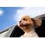 Find Pet Friendly Hotels  Choice That Allow Pets