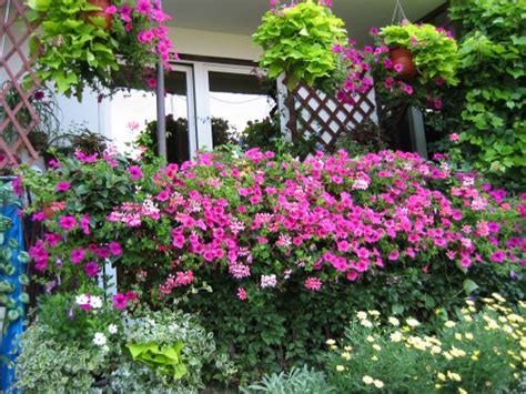Best Plants For Balcony Garden