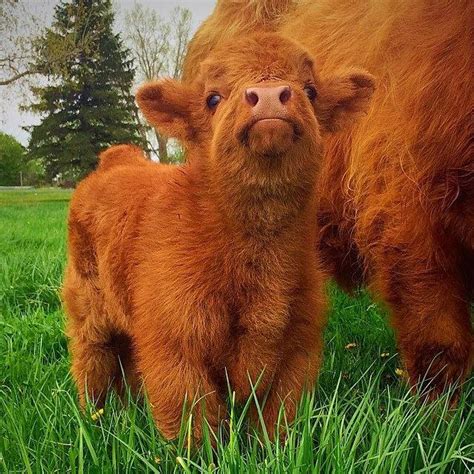 Fluffy Scottish Highland Calf Aww Baby Cows Cute Cows Baby Farm