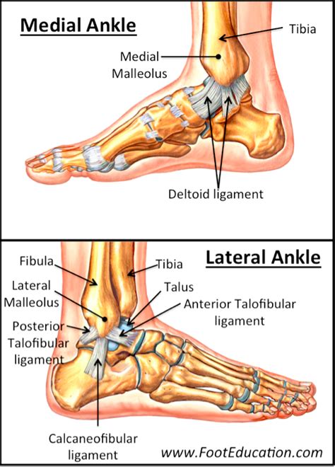 Ankle Fractures Tibia And Fibula Orthopaedia