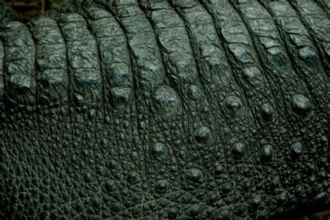 45 Crocodile Skin Wallpaper On Wallpapersafari