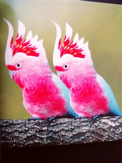 おすすめの動物本を紹介 世界で一番美しい鳥 🐦 Sola Chans Blog