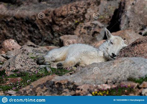 A Baby Mountain Goat Sleeping In The Mountains Stock Photo Image Of