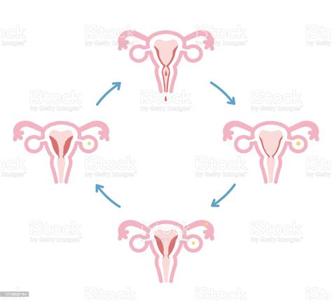 Vetores De Ilustração Do Ciclo Menstrual E Mais Imagens De Ciclo Ciclo Menstruação