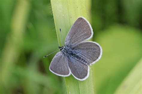 Small Blue Butterfly Identification Facts And Pictures