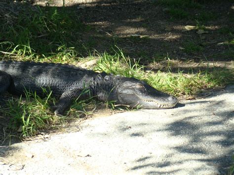 American Alligator At The Los Angeles Zoo Mario Pineda Flickr