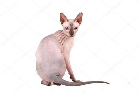 What Do Sphynx Cats Eat Ph