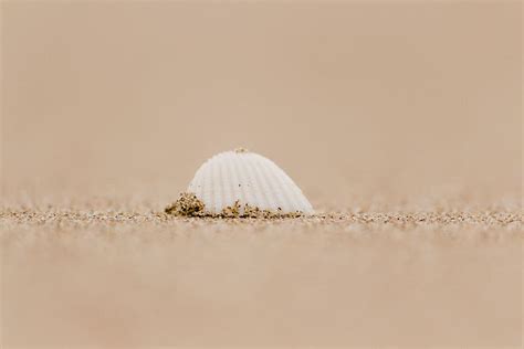Free Download Hd Wallpaper White Seashell On Seashore Sand Mexico