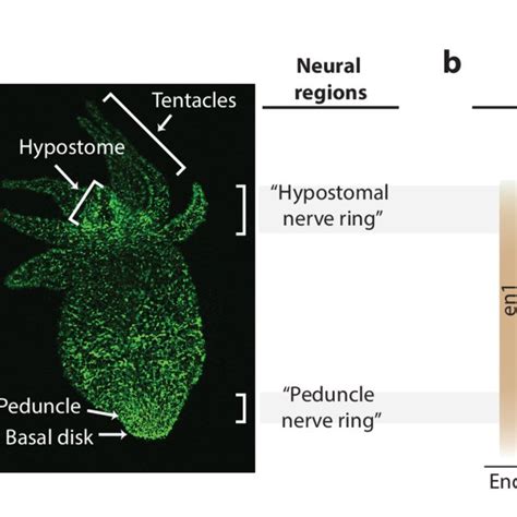 Distribution Of Neurons In The Hydra Nerve Net A Fluorescent Image