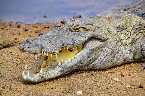 Images Gratuites Faune Reptile Crocodile Alligator Lieux D