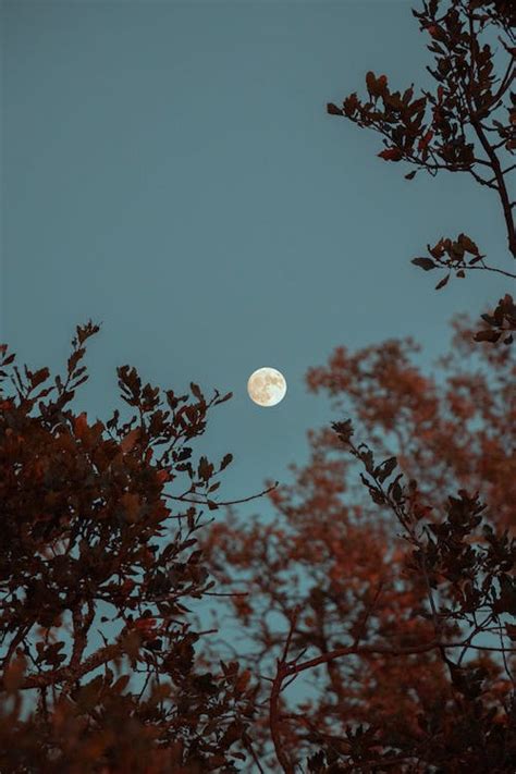 8000 Best Moon Images · 100 Free Download · Pexels Stock Photos