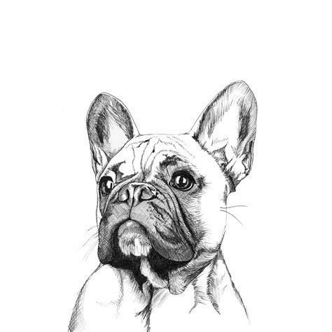 French Bulldog Print French Bulldog Drawing French Bulldog Art