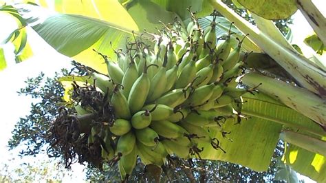 They're made with whole wheat flour and naturally sweetened with maple syrup or honey. Lady finger banana tree, small green healthy fruit to ...