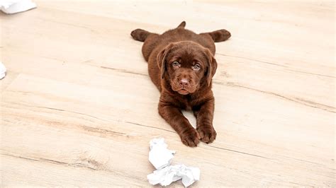 There are several reasons why you may want to use a natural cleaning product: Best DIY Pet Stain Removers