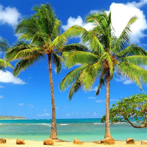 10 Latest Palm Tree Desktop Backgrounds Full Hd 1080p For Pc Desktop 2023