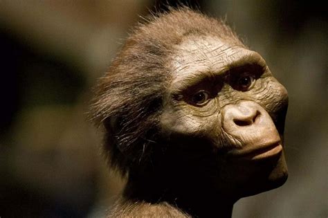 Australopithecus Afarensis Discovered By
