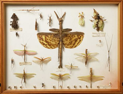 Wallace Collection Insect Specimens Photograph By Natural History Museum London Science Photo