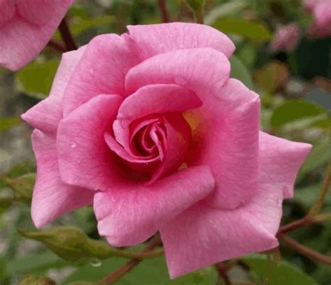 Pinkie 6ft Weeping Standard Rose Potted Roses Victoria