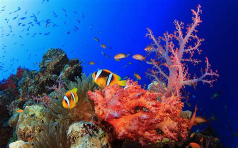 74 Coral Reef Wallpaper