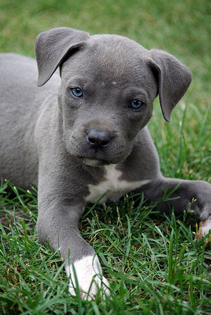Blue Pit Puppy Sure His Eyes Wont Stay That Way But