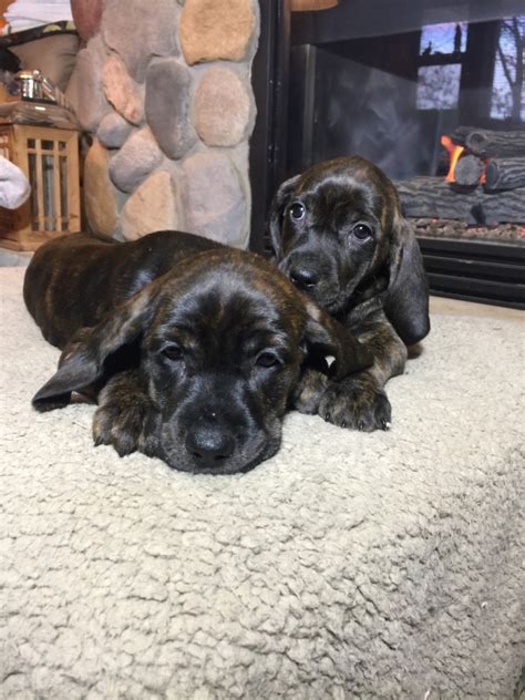 Want to list your puppies for sale? Plott Hound Puppies For Sale | Mosinee, WI #250636