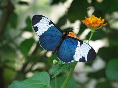 41 Stunningly Beautiful And Rare Butterflies