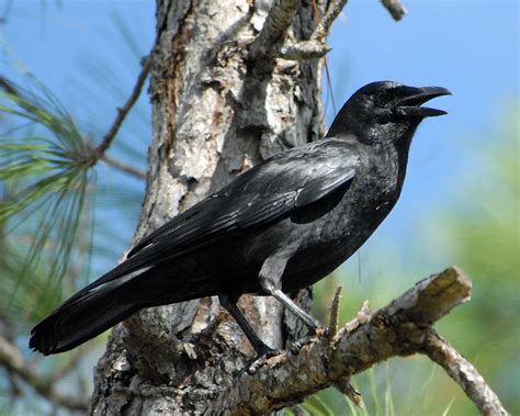 American Crow Corvus Brachyrhynchos American Crow Corvu Flickr