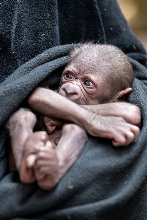 Woodland Park Zoos Gorilla Mom Has Given Birth To Her Second Baby