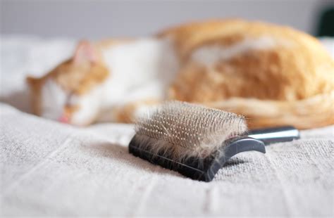 What causes excessive shedding and dandruff in cats? Keeping your pet's hair-raising issue under control ...