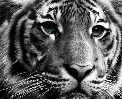 Black And White Tiger Photo Lions And Tigers Pinterest