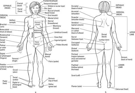 To some it's an art. The Anatomical Regions of the Body - dummies