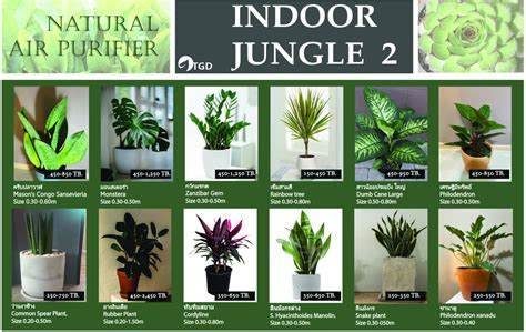 Order Indoor Tropical Plants In Thailand Indoor Plant
