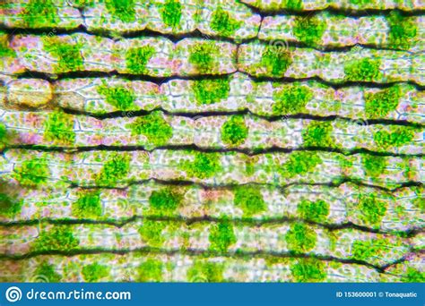 Plant Cell Under The Microscope View Stock Image Image Of Macro