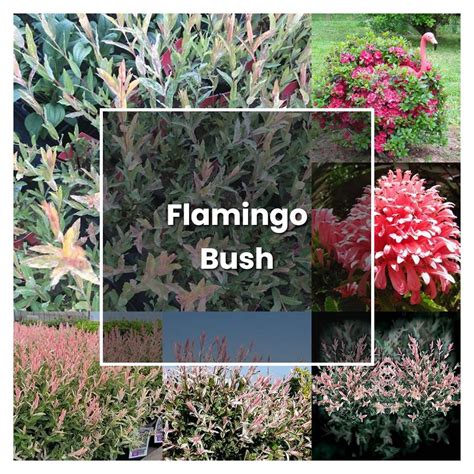 How To Grow Flamingo Bush Plant Care And Tips Norwichgardener