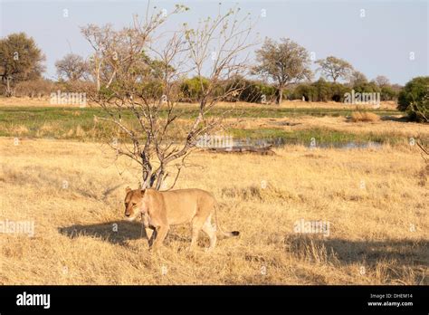 Lions Panthera Leo Okavango Delta Botswana Africa Stock Photo Alamy